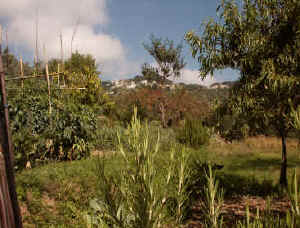 pict0068.jpg (18929 byte)